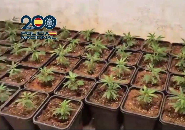 Imagen de las plantas intervenidas.