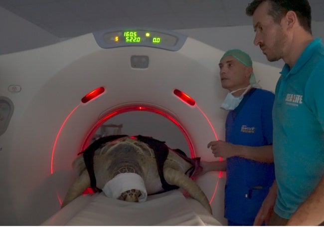 Profesionales acompañando a la tortuga durante la prueba.