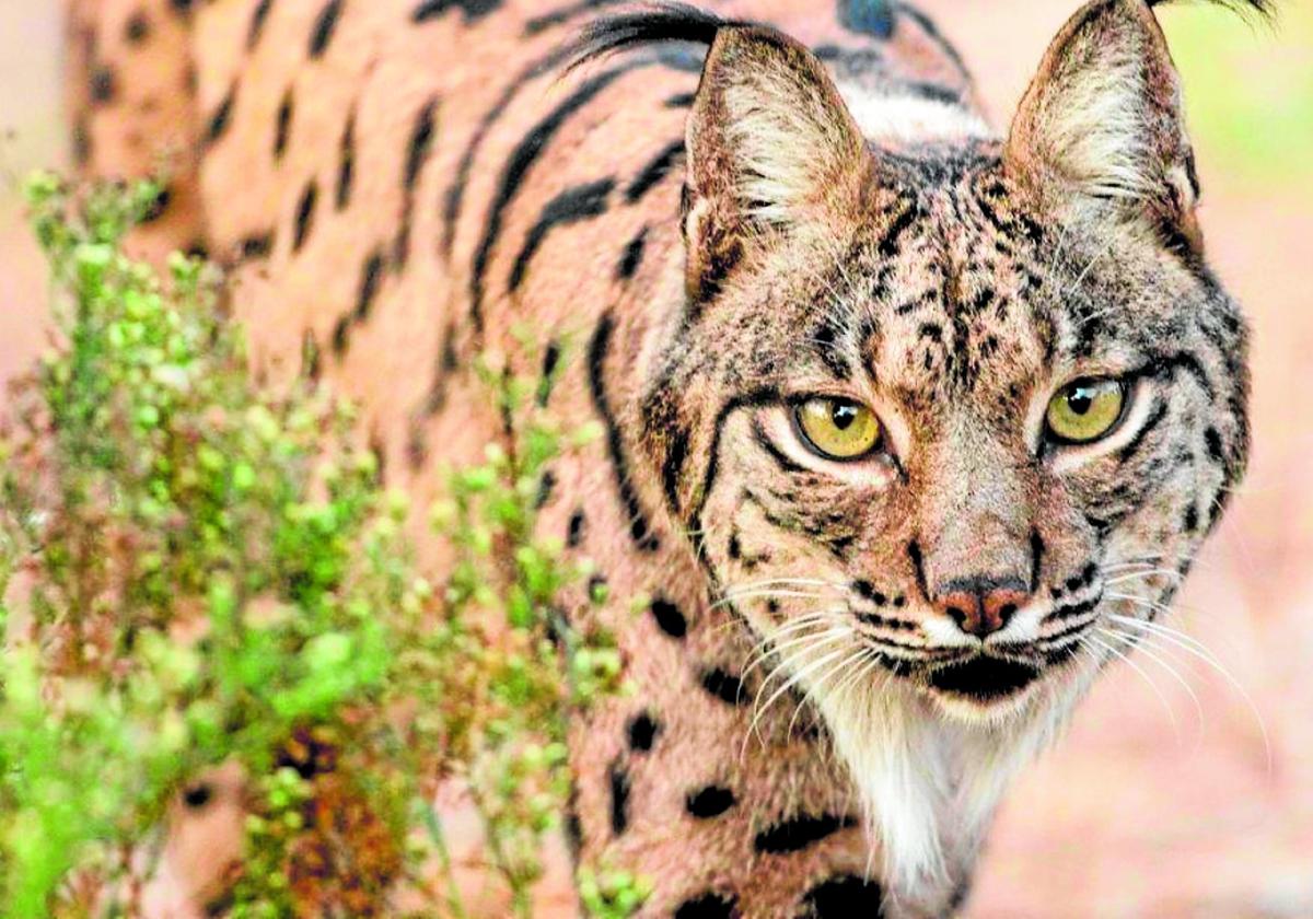 La viabilidad del lince aún no está garantizada pese al notable crecimiento de su población