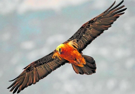 Un total de 16 pollos de quebrantahuesos ha nacido en libertad en Andalucía desde que se logró este hito en 2015
