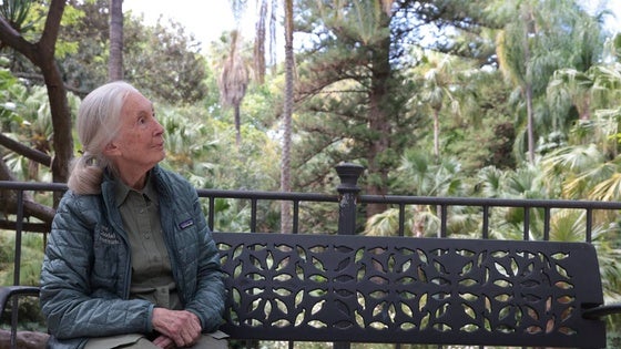 Jane Goodall, en un banco del Jardín Botánico de La Concepción, durante el encuentro con SUR.