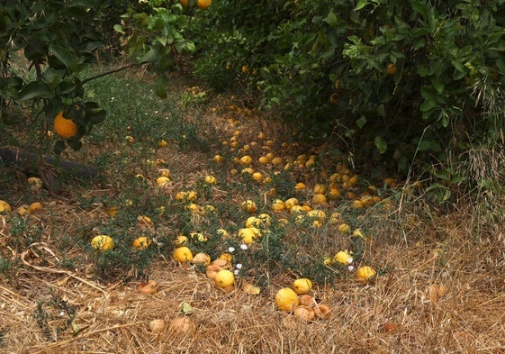 Uno de los campos del Guadalhorce con los cítricos.