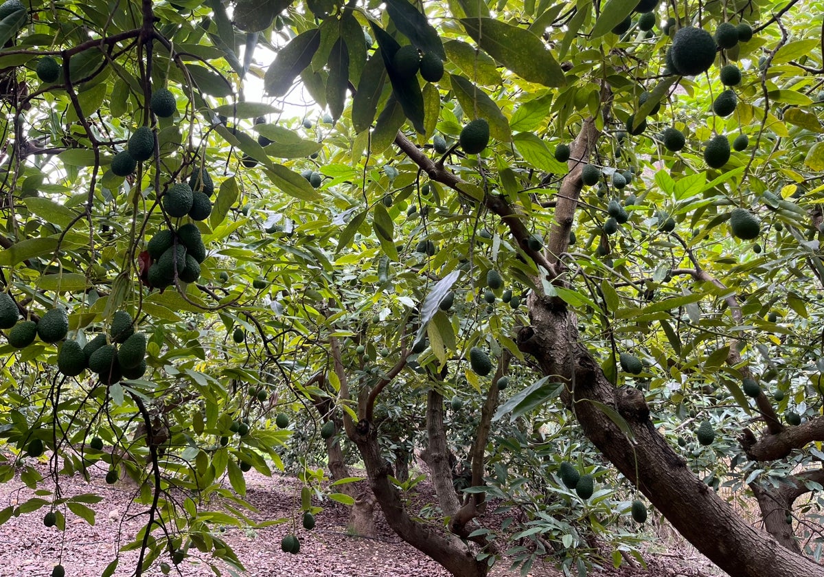 Imagen de una finca de aguacates en la Axarquía.