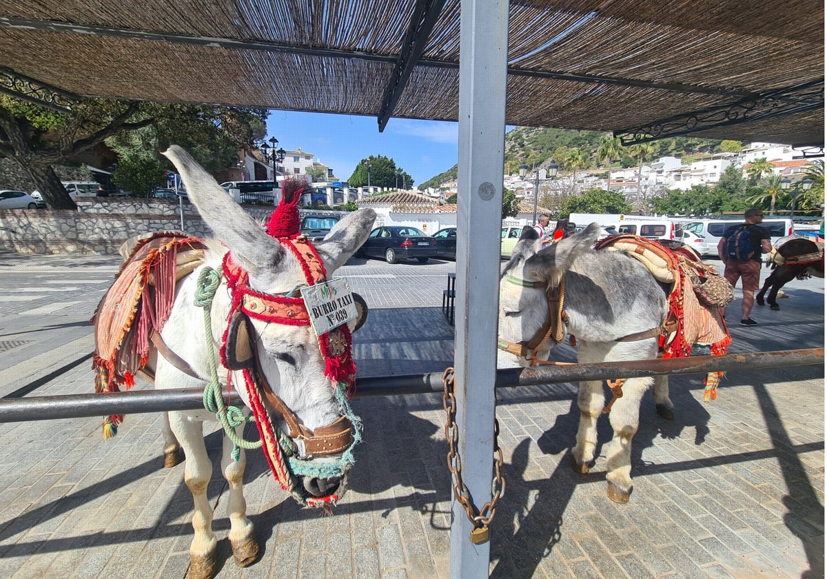 Burros taxi en Mijas.