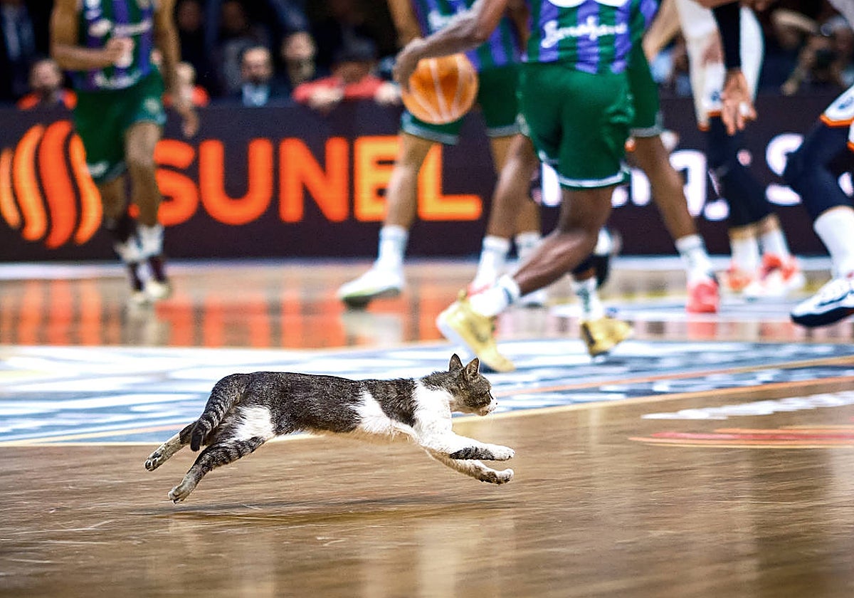 La entrada de un gato en la pista durante la final obligó a parar el partido unos segundos.