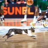 La entrada de un gato en la pista durante la final obligó a parar el partido unos segundos.