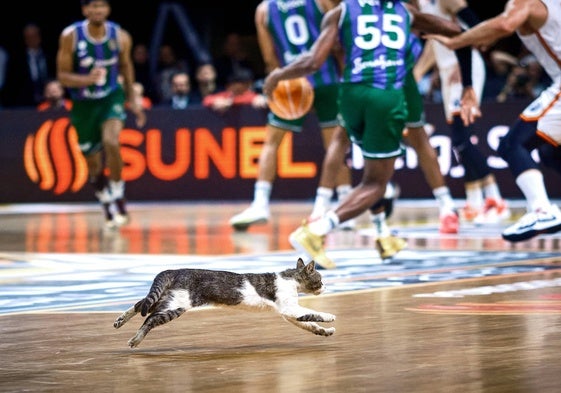 La entrada de un gato en la pista durante la final obligó a parar el partido unos segundos.