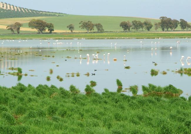 La reserva natural de las Lagunas de Campillos ha mejorado su caudal en los últimos meses.