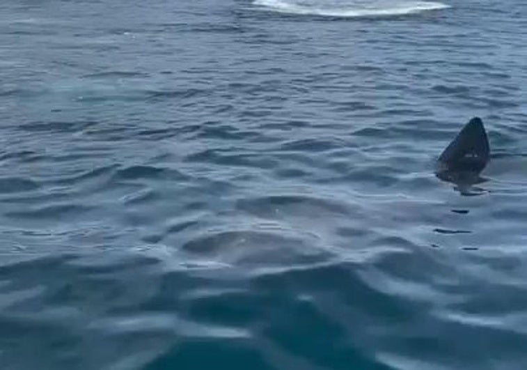 Localizan un tiburón peregrino en la costa de Marbella y las imágenes se hacen virales