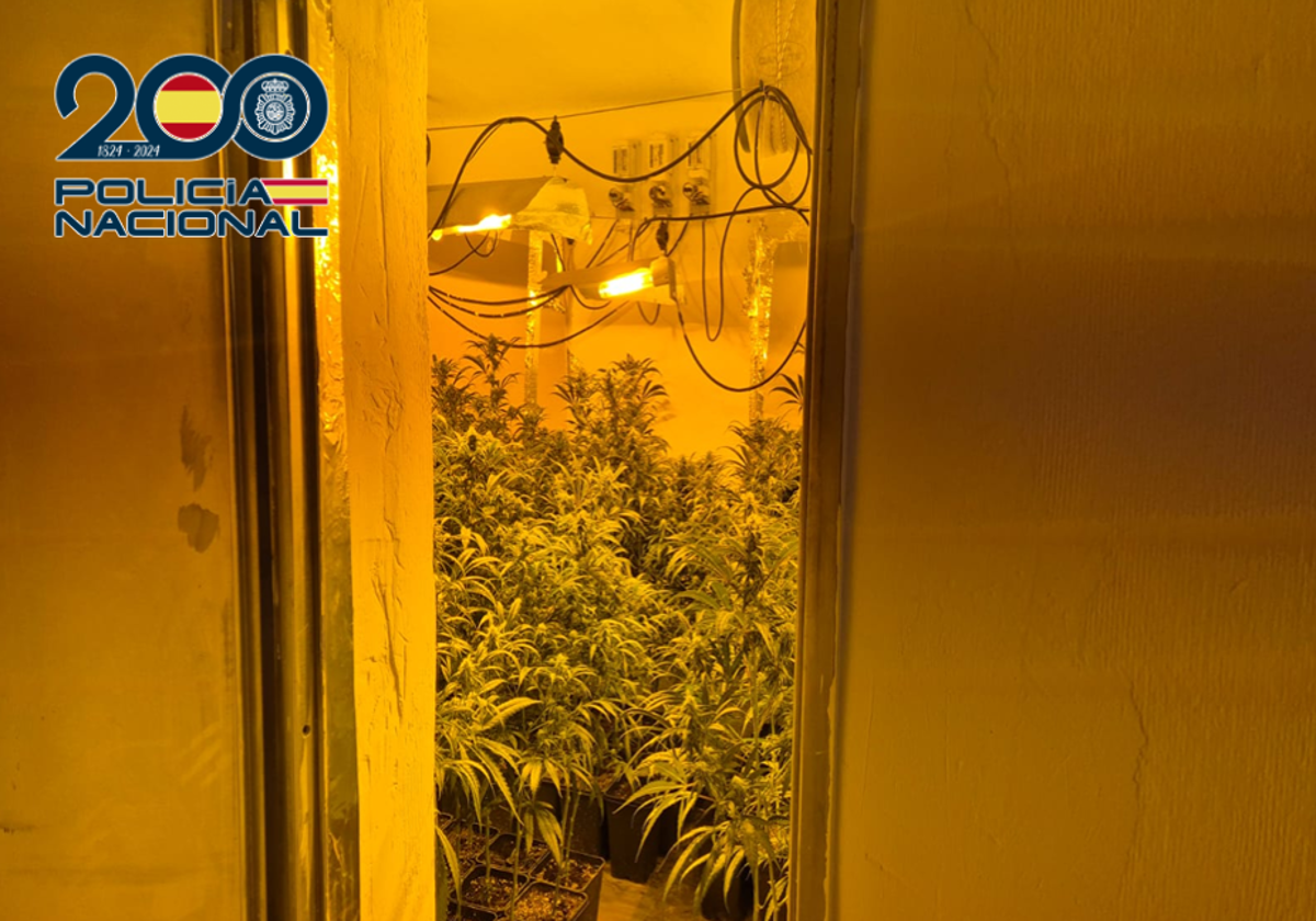 Detenidos en Málaga tres miembros de un clan familiar que cultivaba marihuana en su domicilio