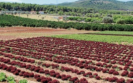 Uno de los campos de cultivos del Valle del Guadalhorce.