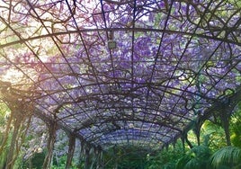Emparrado de glicinias del Jardín Botánico de La Concepción.