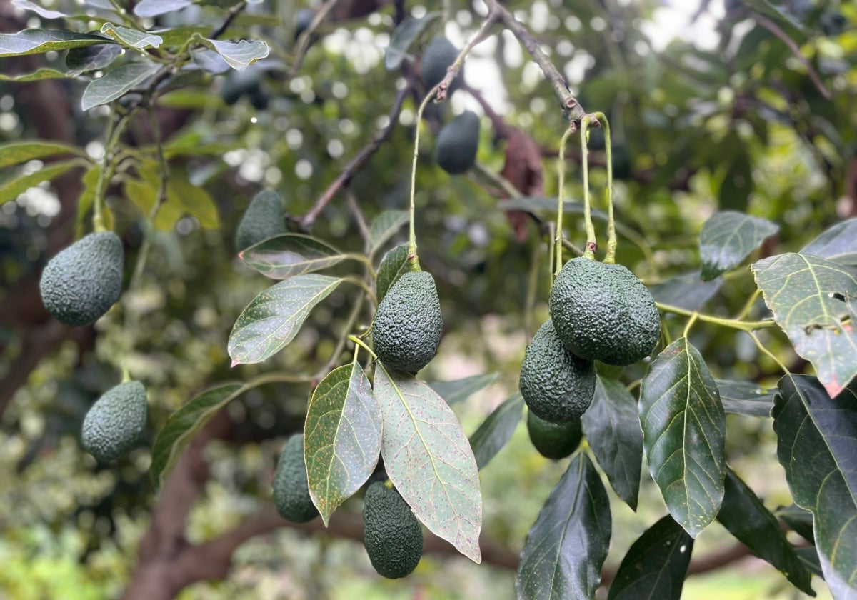 Una finca de aguacates en la Axarquía.