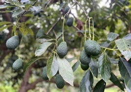 Una finca de aguacates en la Axarquía.
