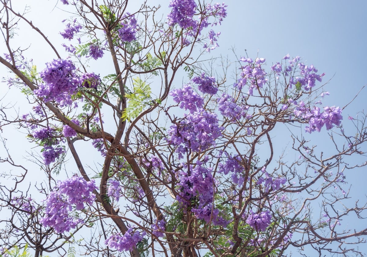 Una jacaranda.