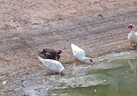 Aves, en uno de las laterales del estanque del parque María Zambrano de Vélez-Málaga.