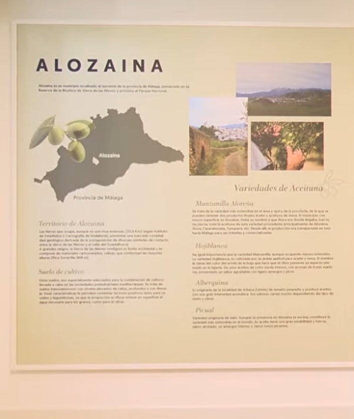 Imagen secundaria 2 - La aceituna como identidad: Alozaina inaugura un centro para poner en valor su principal motor económico