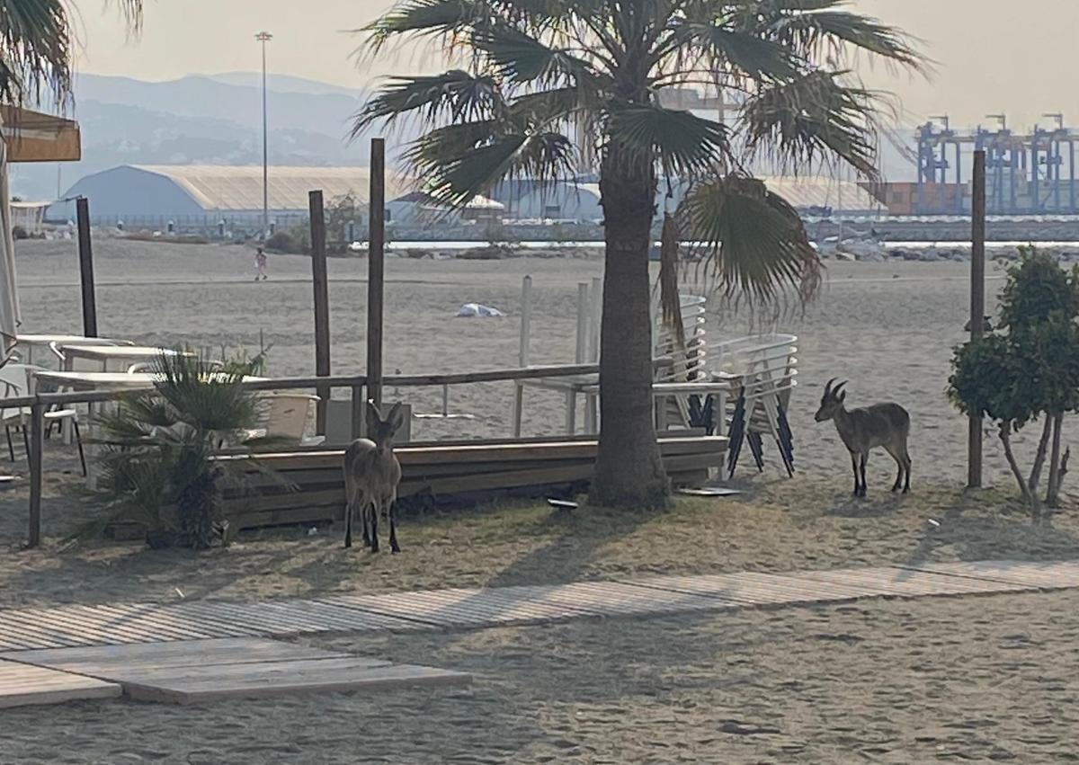 Imagen secundaria 1 - Las cabras, en el puerto, en el chiringuto Rocamar y en una zona de rocas de la playa de Sam Andrés