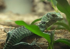 Nacen dos 'dragones' verdes en Bioparc Fuengirola: el padre de las crías fue rescatado del comercio ilegal de especies exóticas