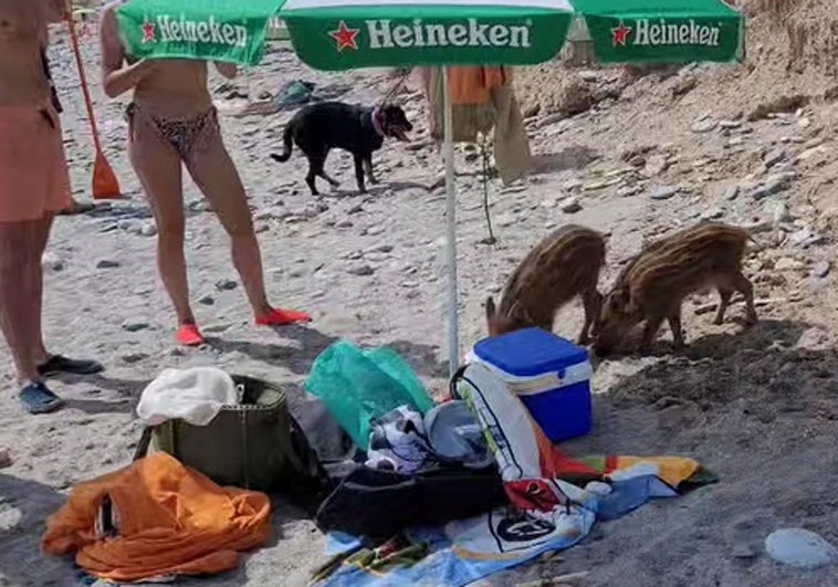Imagen de las dos crías de jabalí, este pasado sábado en la nerjeña playa de Las Alberquillas.