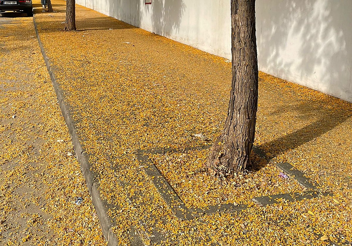 Vista de la situación denuniciada en el Puerto de la Torre.