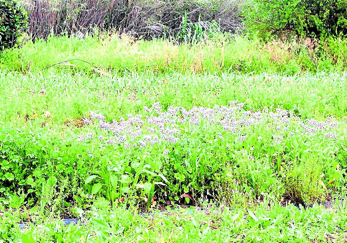 Las parcelas investigadas con bandas florales.
