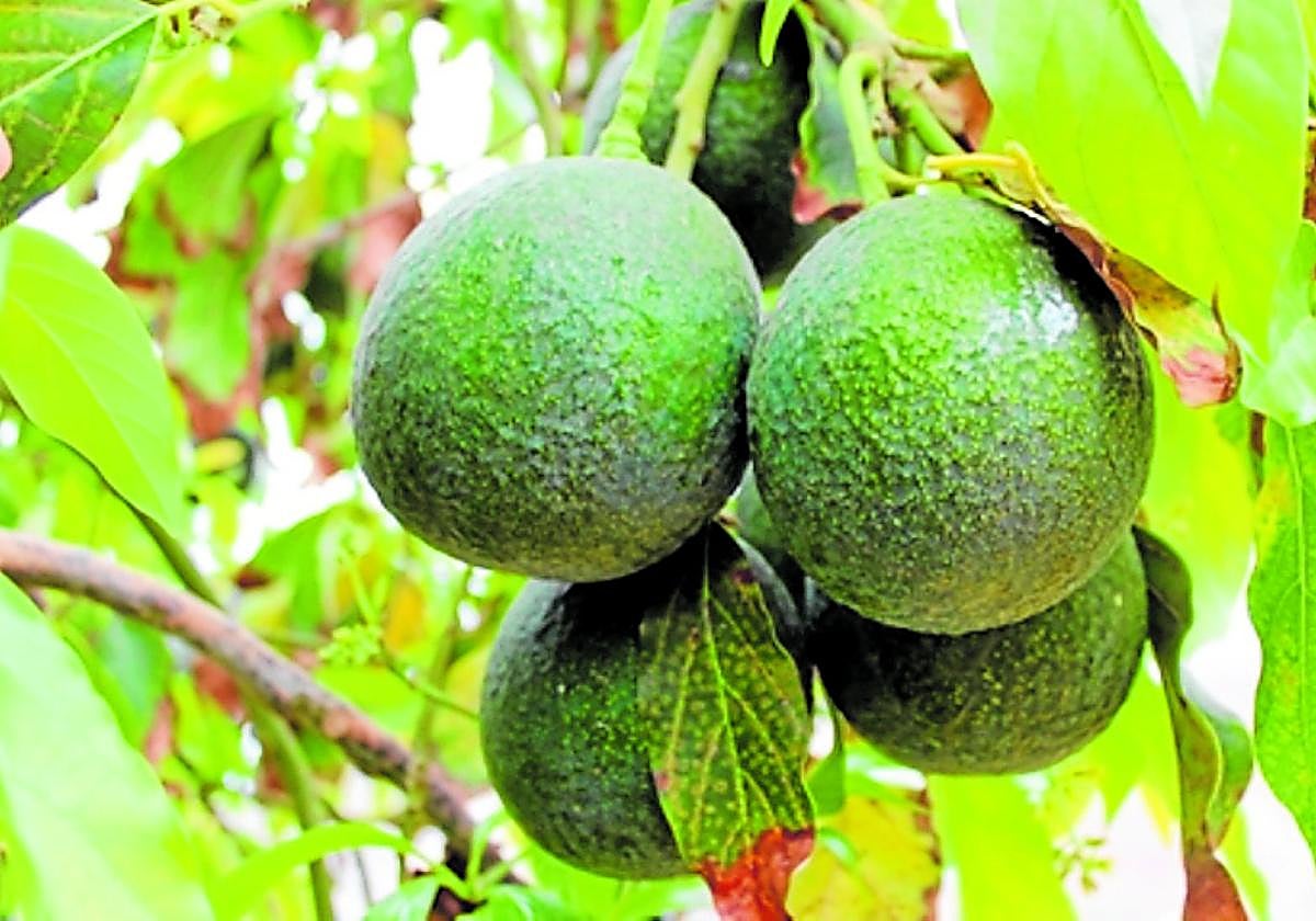 Aguacates de Canarias.