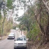Vegetación de gran porte a pie de calle, en la parcela del antiguo vivero de Pan Triste.