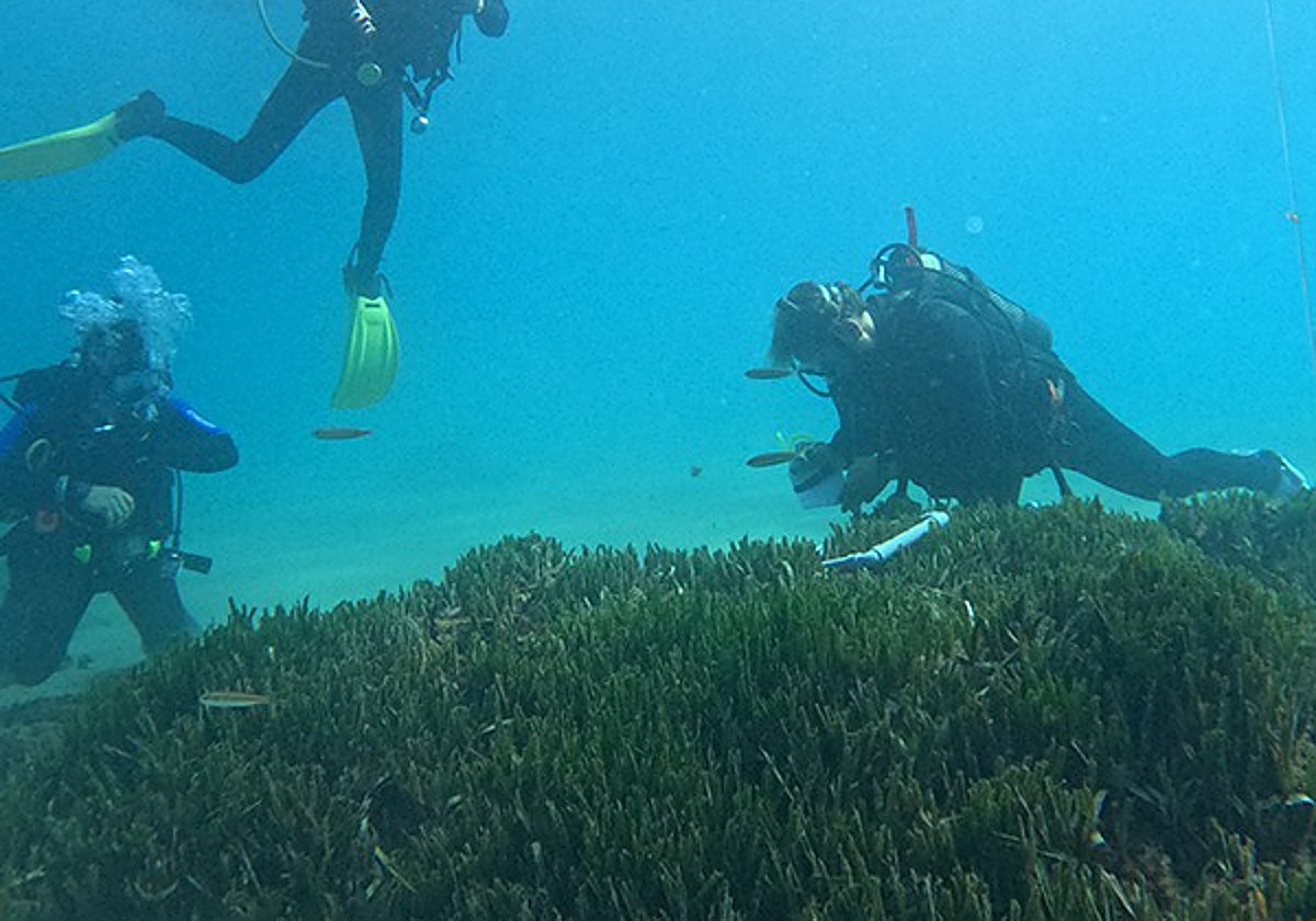 Pradera de posidonia oceánica.