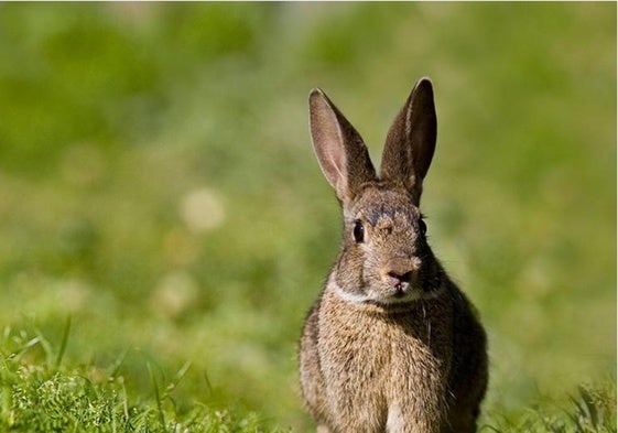 Las autoridades ambientales, preocupadas por la proliferación del conejo silvestre.
