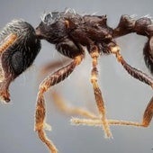 Identifican en Andalucía dos especies de hormigas nunca vistas antes en España