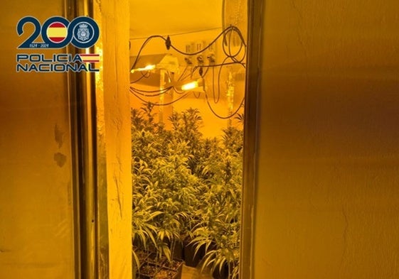 Imagen de archivo de una plantación de marihuana.
