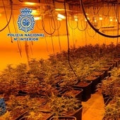 Endesa abre cerca de dos expedientes a la semana por plantaciones de marihuana en Málaga en cuatro meses