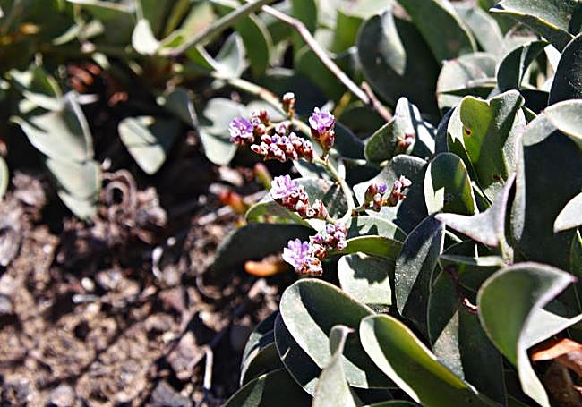La siempreviva de Málaga es una de las especies más singulares que se pueden ver en esta ruta.