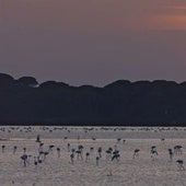 Imagen del Parque Nacional de Doñana.