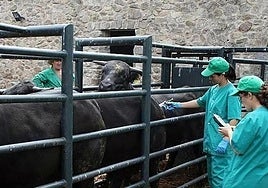 Brote de lengua azul en el Valle del Guadalhorce: Asaja pide ayudas
