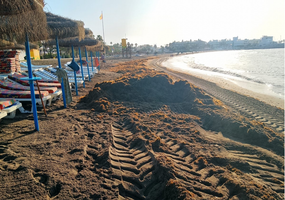 La lucha contra el alga asiática en Benalmádena: Más maquinaria y un operario a tiempo completo para retirar 1.500 toneladas al año