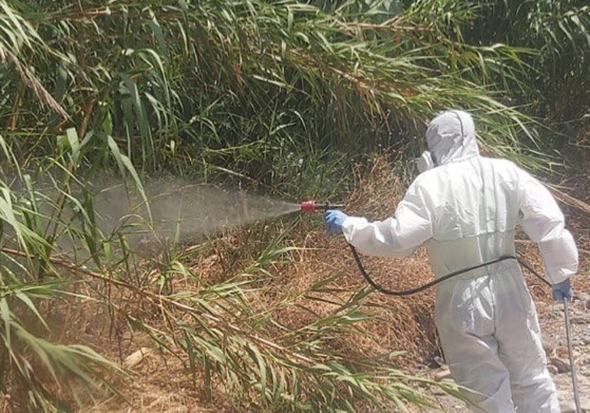 Operarios, en la aplicación de los tratamientos frente a los insectos.