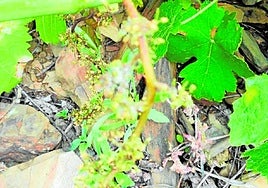 La aparición de este hongo esconsecuencia de unaprimavera especialmentelluviosa.