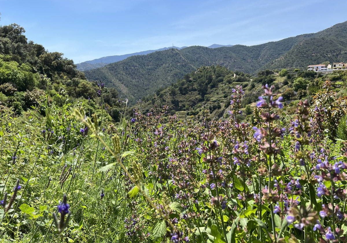 Imagen principal - En su propia finca cuentan con varios cultivos, entre ellos, de hierbas aromáticas.