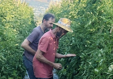 ¿Te acuerdas del sabor de los tomates de antes? En Coín siguen existiendo y los tiene la familia Hevilla