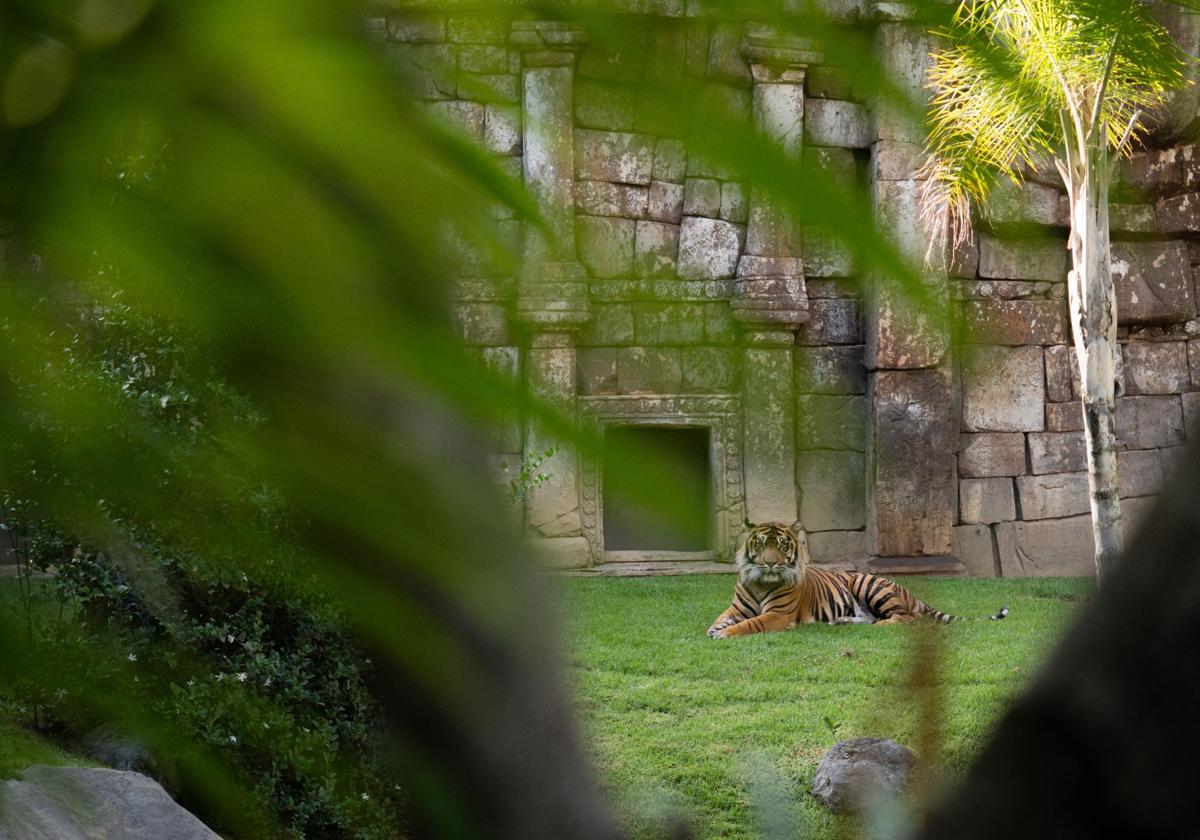 Cuando cae el sol, comienza la aventura en Bioparc Fuengirola