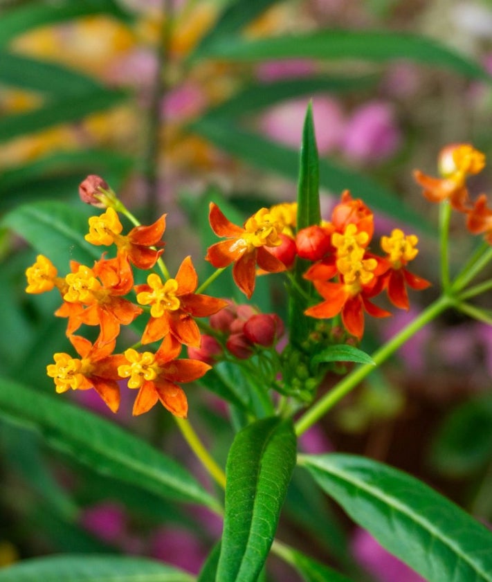Imagen secundaria 2 - El Ayuntamiento ha firmado un convenio con el Mariposario para preservar la colonia de mariposas monarca; un ejemplar que requiere de su planta nutricia, la asclepia curassavica.