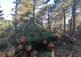 Vista de parte de los árboles que han sido talados tras un muestreo previo.