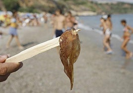 Medusas en Málaga: bandera amarilla este domingo en tres playas de la capital