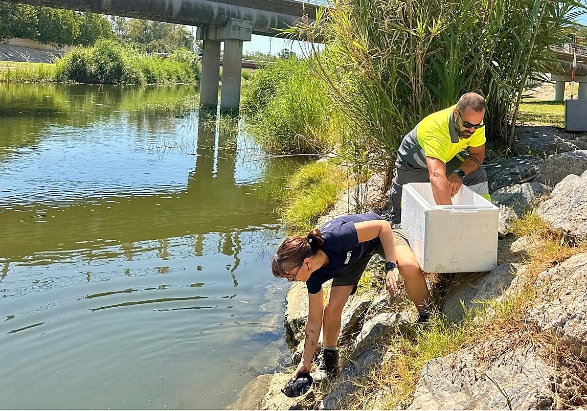 Los galápagos leprosos han sido introducidos en la desembocadura del río, con la participación de Bioparc.