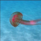 La pelagia noctiluca es una de las especies más habituales de las costas malagueñas.