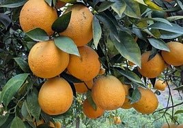 Naranjas de agosto en esta huerta de Riogordo.