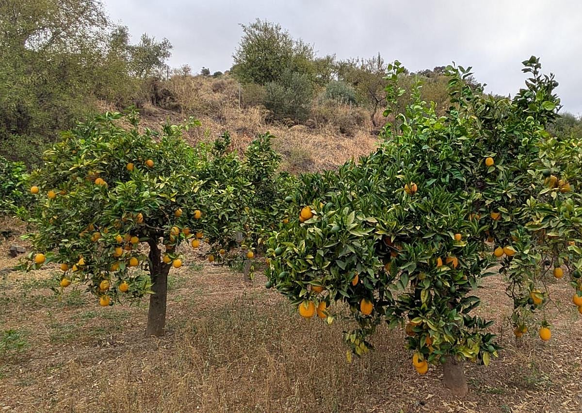 Imagen secundaria 1 - Naranjas en agosto: el privilegio que tienen en Riogordo gracias a la huerta de Paco &#039;El Bicho&#039;
