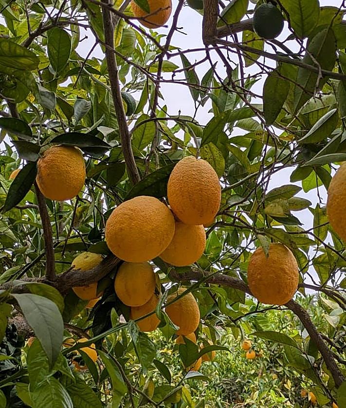 Imagen secundaria 2 - Naranjas en agosto: el privilegio que tienen en Riogordo gracias a la huerta de Paco &#039;El Bicho&#039;